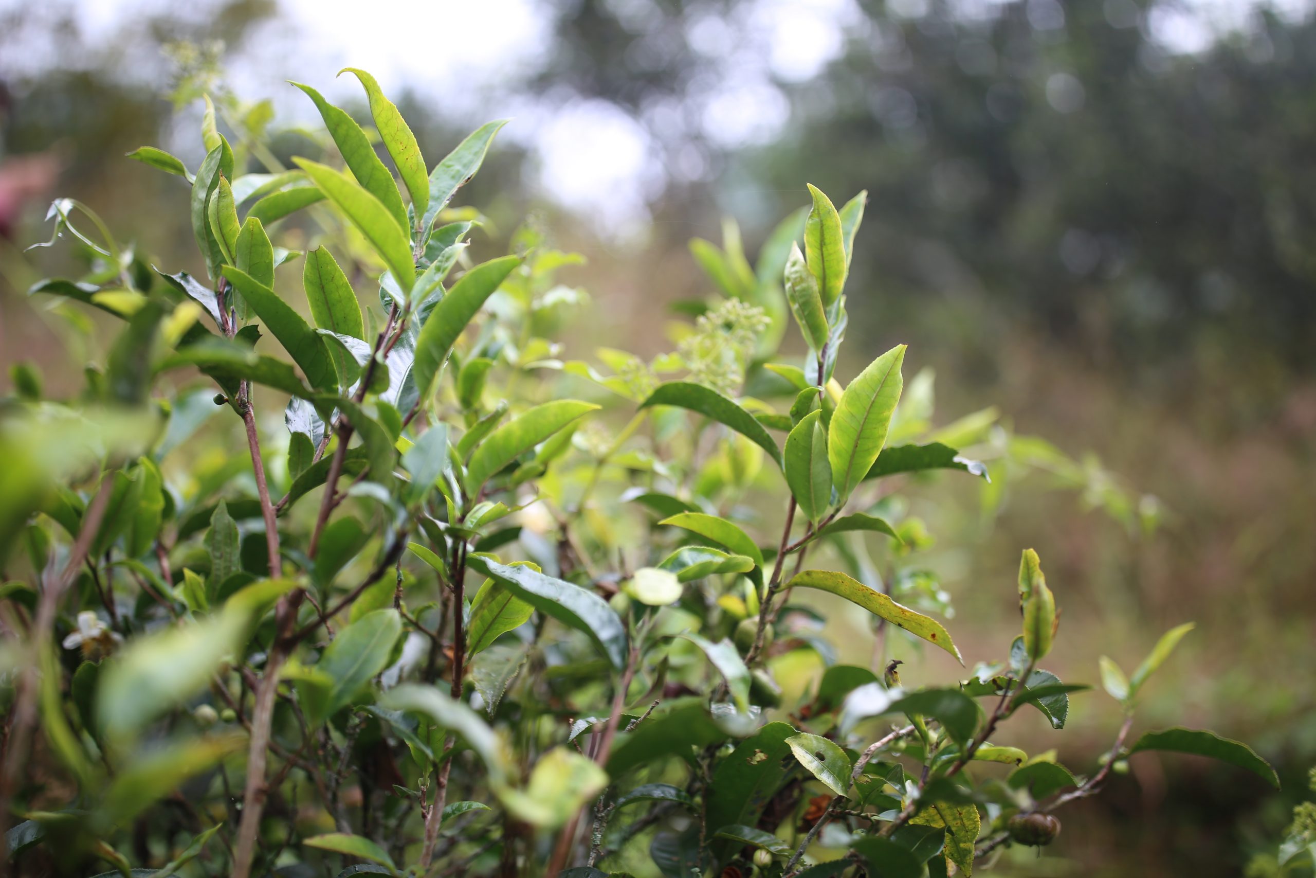 2025年蠻磚古樹(shù)春茶多少錢一公斤？