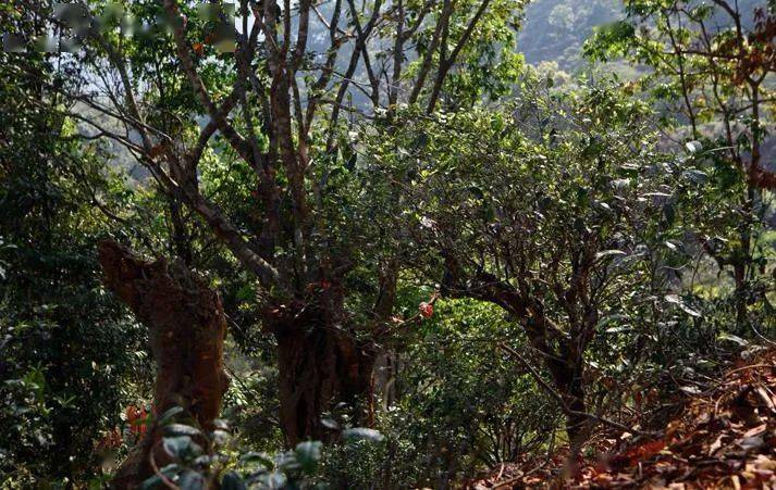 先有莽枝牛滾塘，之后才有普洱府